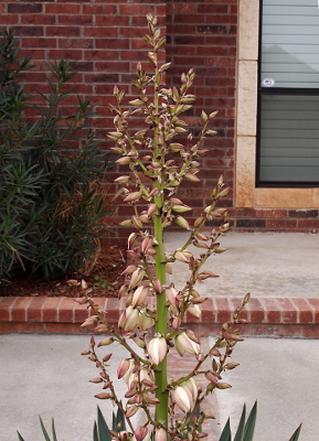[Buds are clearly visible on all the stems and several near the bottom have opened into white flowers.]